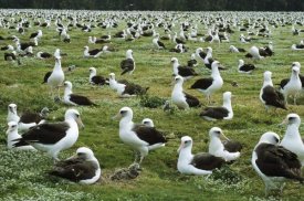 Tui De Roy - Laysan Albatross nesting colony, Midway Atoll, Hawaii