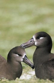 Tui De Roy - Black-footed Albatross pair bonding, Midway Atoll, Hawaii