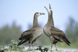 Tui De Roy - Black-footed Albatross courtship dance, Midway Atoll, Hawaii