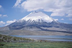 Tui De Roy - Lake Chungara and Parincota Volcano with Vicuna herd, Lauca NP, Chile