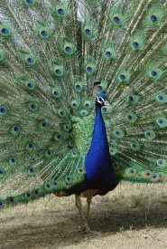 Tui De Roy - Indian Peafowl male in full display, Isodora Cusino Botanical Ark,  Chile