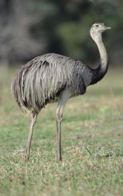 Tui De Roy - Greater Rhea grazing in savannah, Pantanal, Brazil
