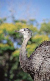 Tui De Roy - Greater Rhea in savannah, Fezenda Rio Negro, Pantanal, Brazil