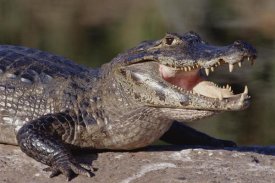 Tui De Roy - Jacare Caiman portrait, Pantanal, Brazil