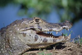Tui De Roy - Jacare Caiman portrait, Pantanal, Brazil
