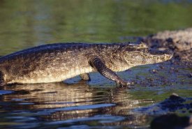 Tui De Roy - Jacare Caiman portrait, Pantanal, Brazil