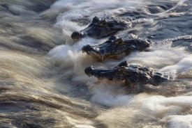Tui De Roy - Jacare Caiman trio fishing in flowing river, Pantanal, Brazil