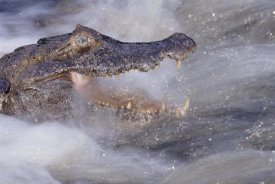 Tui De Roy - Jacare Caiman fishing in rushing river, Pantanal, Brazil