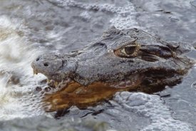Tui De Roy - Jacare Caiman fishing with mouth open in rushing river, Pantanal, Brazil