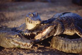 Tui De Roy - Jacare Caiman trio in early evening light, Pantanal, Brazil