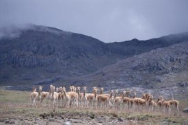 Tui De Roy - Vicuna bachelor male troop in high mountains, Peruvian Andes, Peru