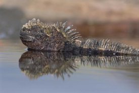 Tui De Roy - Marine Iguana resting in tide pool, James Bay,  Galapagos Islands, Ecuador