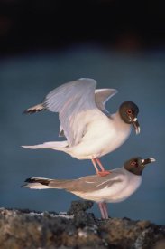 Tui De Roy - Swallow-tailed Gull pair mating at dusk, Galapagos Islands, Ecuador