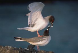 Tui De Roy - Swallow-tailed Gull pair mating at dusk, Galapagos Islands, Ecuador