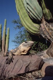 Tui De Roy - Common Chuckwalla basking amid Cardon cactus, Baja California, Mexico