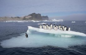 Tui De Roy - Adelie Penguins resting on ice floe, Possession Island, Ross Sea, Antarctica