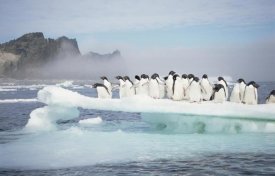 Tui De Roy - Adelie Penguins crowding on melting ice floe, summer, Antarctica