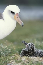 Tui De Roy - Laysan Albatross parent guarding young chick, Midway Atoll, Hawaii