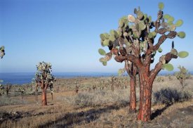 Tui De Roy - Opuntia cactus forest, Santa Fe Island, Galapagos Islands, Ecuador
