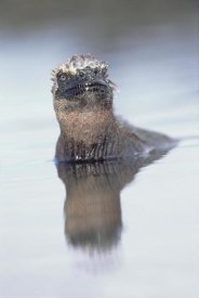 Tui De Roy - Marine Iguana in tidal shallows, Galapagos Islands, Ecuador