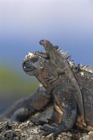Tui De Roy - Marine Iguana hatchling basking on back of adult, Galapagos Islands
