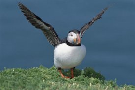 Tui De Roy - Atlantic Puffin exercising its diminutive wings, Skomer Island, Wales