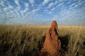 Tui De Roy - Termite mound in open Cerrado grassland, Emas National Park, Brazil