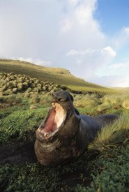 Tui De Roy - Southern Elephant Seal bull in wallow, Campbell Island, New Zealand
