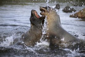 Tui De Roy - Hooker's Sea Lion cow sparring with young bull, Campbell Island, New Zealand