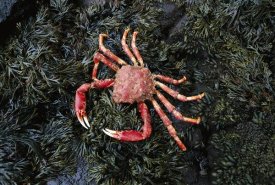 Tui De Roy - Auckland Island Spider Crab, Auckland Island, New Zealand