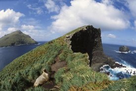 Tui De Roy - Hooker's Sea Lion on cliffs edge, Campbell Island, New Zealand