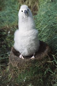 Tui De Roy - Campbell Albatross two month old chick on nest, Campbell Island, New Zealand