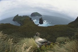 Tui De Roy - Light-mantled Albatross on nesting bluffs, Campbell Island, New Zealand