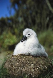 Tui De Roy - Campbell Albatross portrait of young chick, Campbell Island, New Zealand