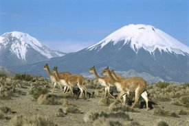 Tui De Roy - Vicuna family in the Andean desert with Parincota Volcano, Lauca NP, Chile