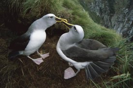 Tui De Roy - Buller's Albatross courtship dance, Snares Islands, New Zealand