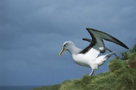 Tui De Roy - Buller's Albatross spreading wings, Snares Islands, New Zealand