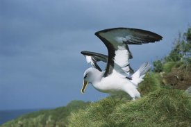 Tui De Roy - Buller's Albatross breeding adult with colorful bill, Snares Islands, New Zealand