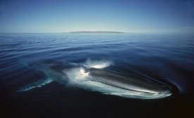 Tui De Roy - Fin Whale at winter feeding grounds, Sea of Cortez, Baja California, Mexico