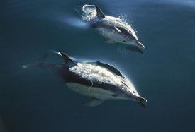 Tui De Roy - Common Dolphin pair jumping, Golden Bay, New Zealand