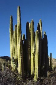 Tui De Roy - Cardon cacti, Santa Catalina Island, Sea of Cortez, Baja California, Mexico
