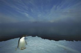 Tui De Roy - Adelie Penguin portrait on ice apron, Cape Hallet, Ross Sea, Antarctica