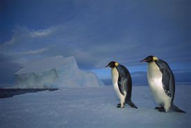 Tui De Roy - Emperor Penguin pair on sea ice in midnight twilight, Ekstrom Ice Shelf, Antarctica