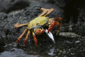 Tui De Roy - Sally Lightfoot Crab feeing on young mullet, Galapagos Islands, Ecuador