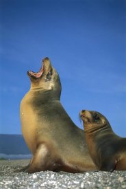 Tui De Roy - Galapagos Sea Lion female with yearling pup, Galapagos Islands, Ecuador