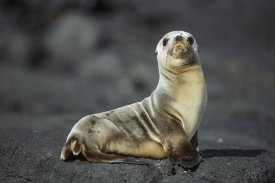 Tui De Roy - Galapagos Sea Lion pup, Galapagos Islands, Ecuador