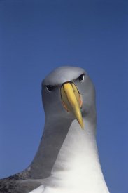 Tui De Roy - Chatham Albatross portrait, The Pyramid, Chatham Islands