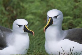 Tui De Roy - Yellow-nosed Albatross pair, Gough Island, South Atlantic