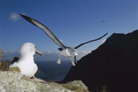 Tui De Roy - Yellow-nosed Albatross landing, Tristan da Cunha, South Atlantic