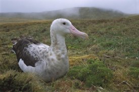 Tui De Roy - Tristan Albatross female, Gough Island, South Atlantic